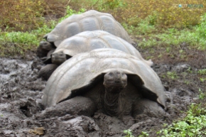 4 Schildkröten Galapagos
