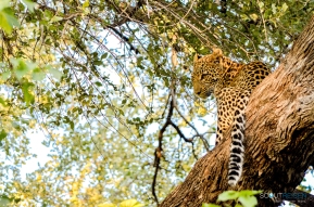 Private Safaris Botswana